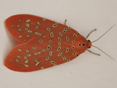 Aginna circumscripta - Crotalaria Podborer